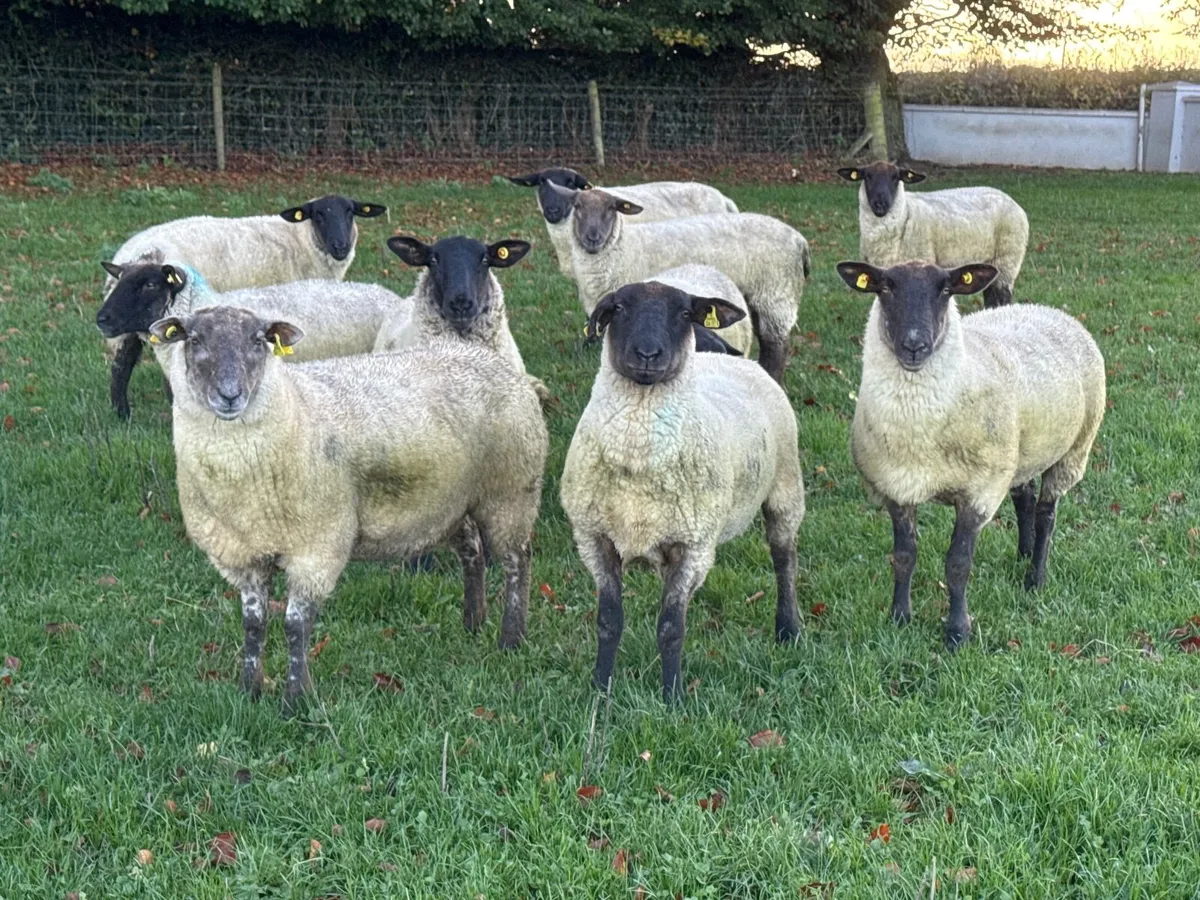 10 Suffolk Hoggets - Image 3