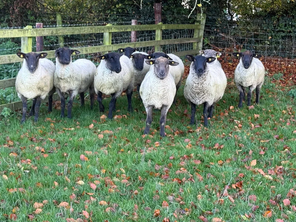 10 Suffolk Hoggets - Image 4