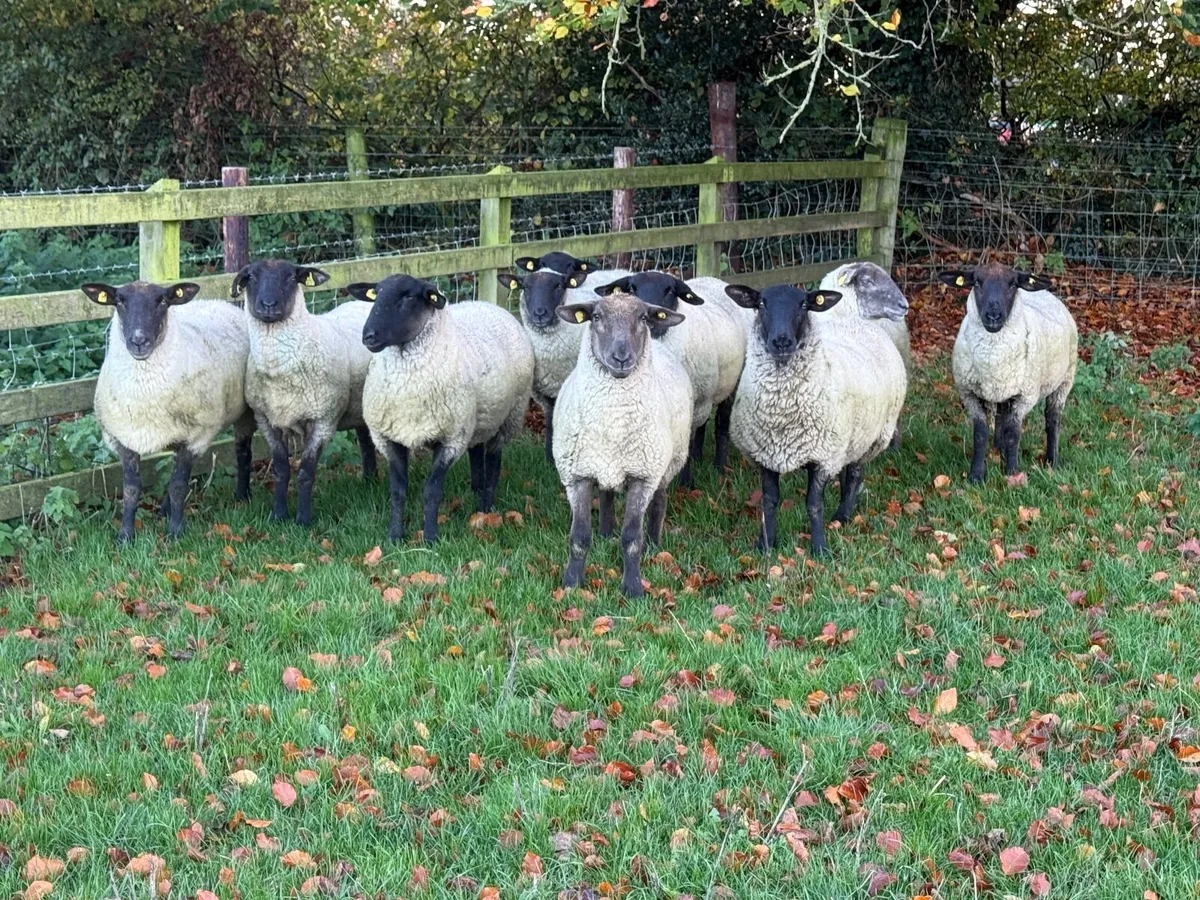 10 Suffolk Hoggets - Image 1