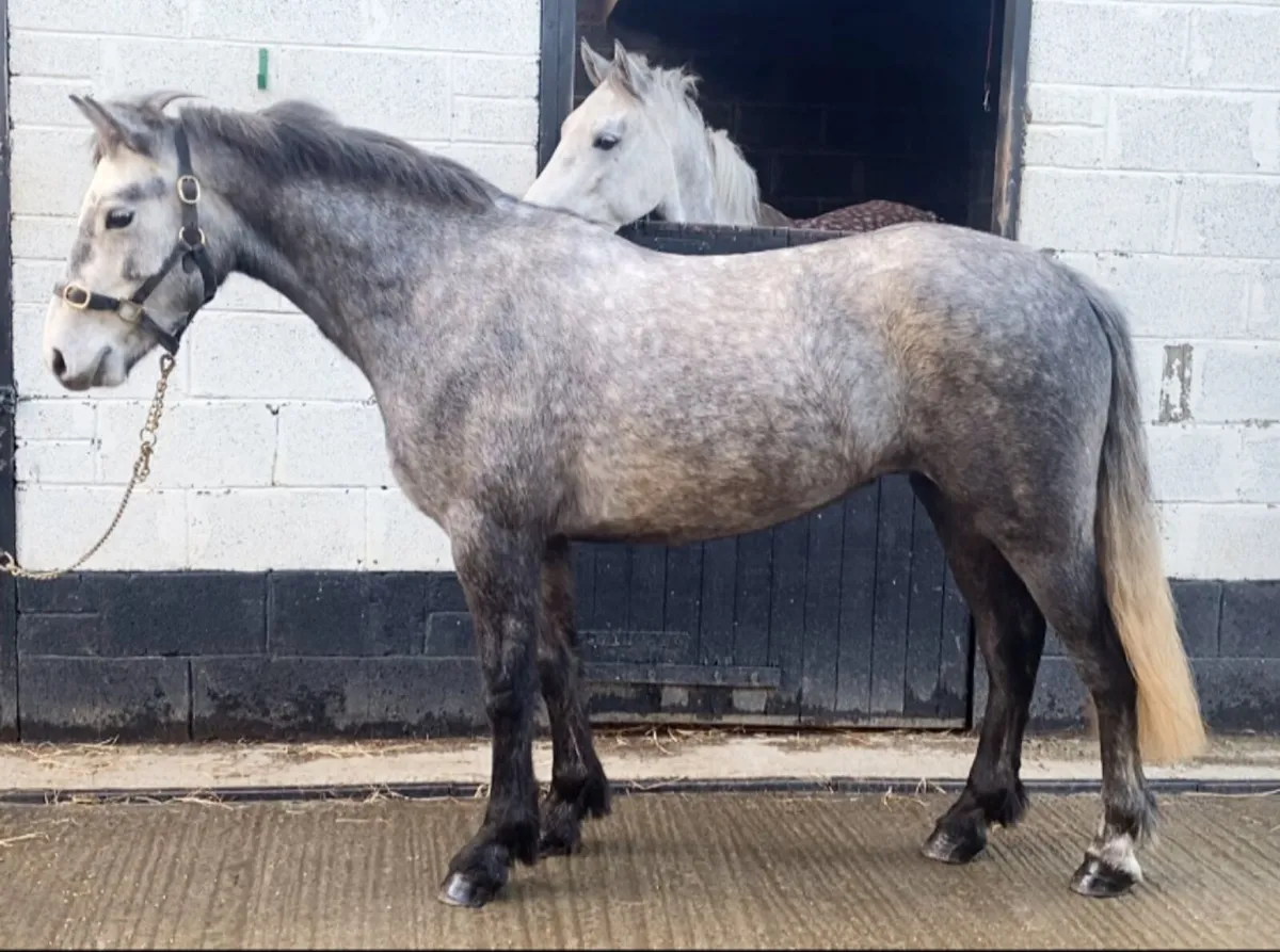 Genuine Connemara pony - Image 1