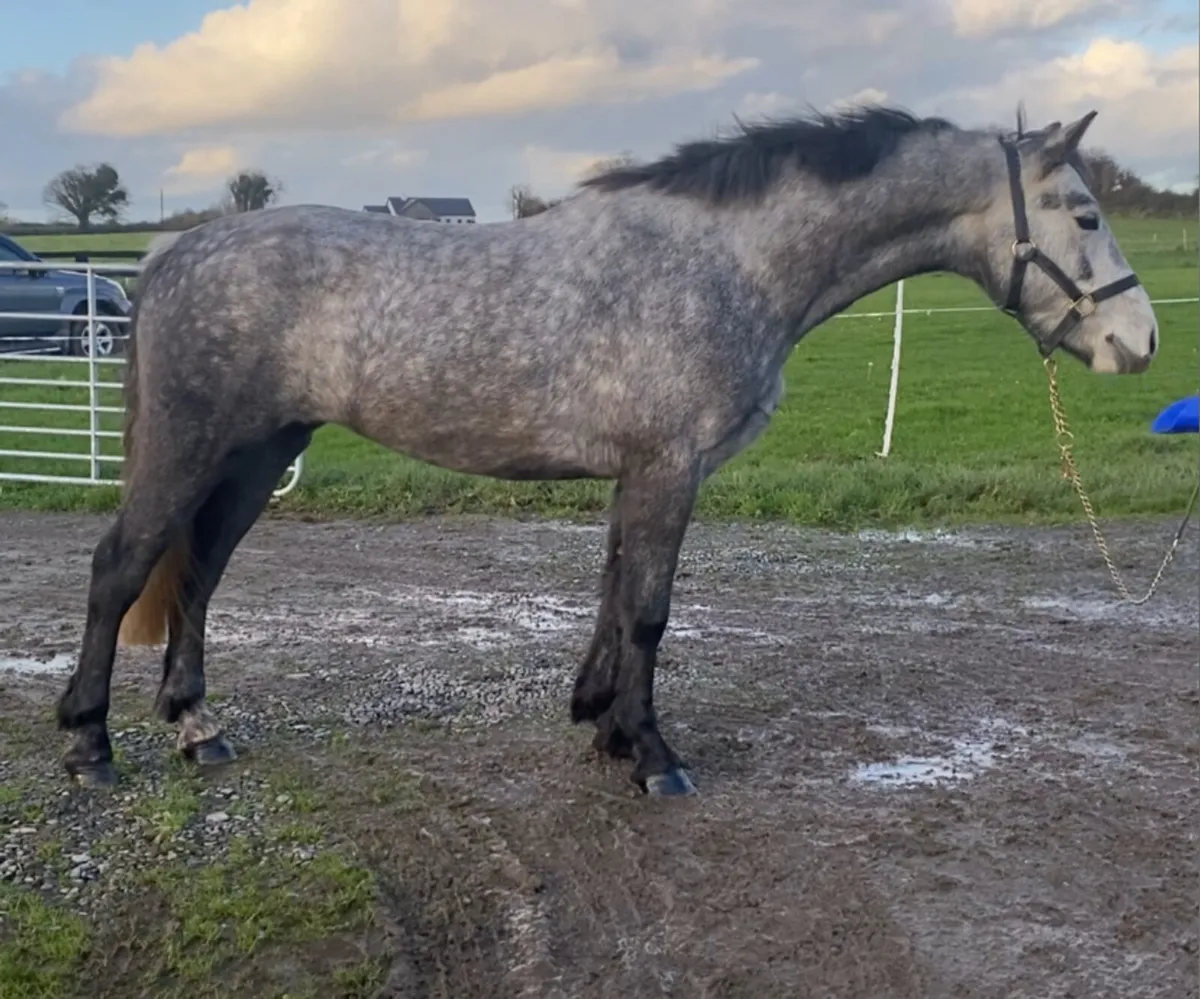 Genuine Connemara pony - Image 2