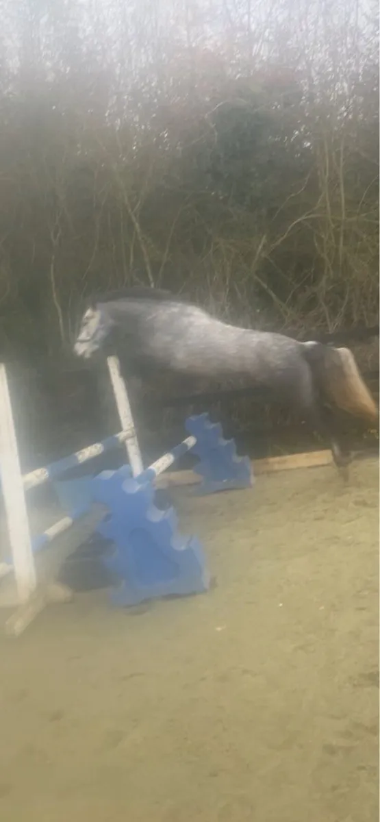 Genuine Connemara pony - Image 3