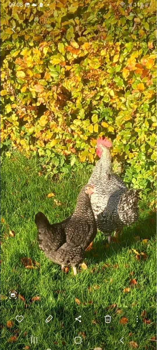 Purebred Unrelated Cuckoo Maran - Image 2