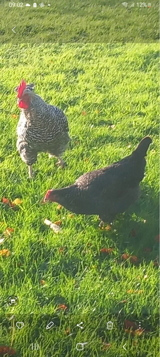 Purebred Unrelated Cuckoo Maran - Image 1