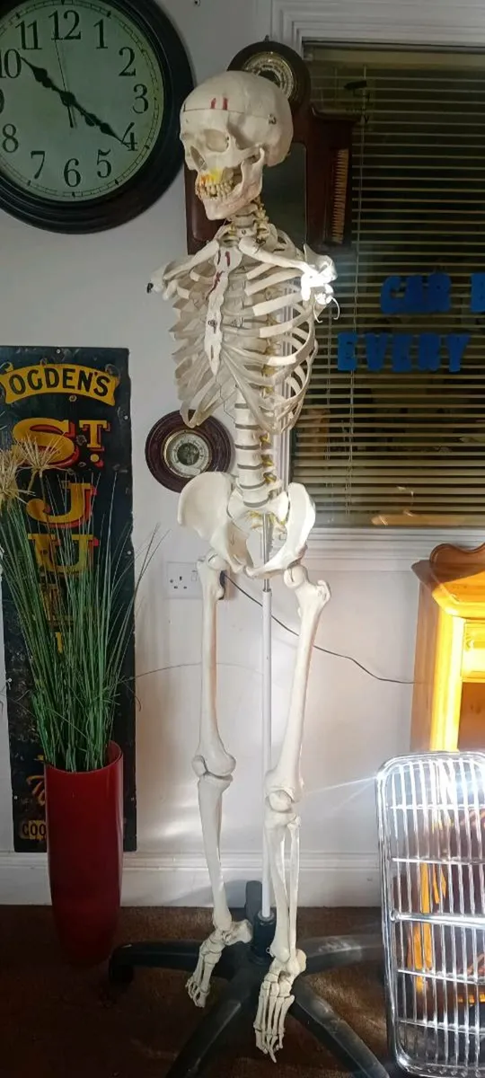 Educational Skeleton No Arms - Image 1