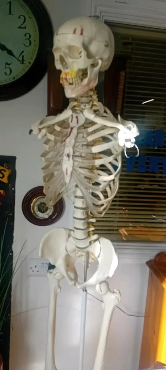 Educational Skeleton No Arms - Image 2