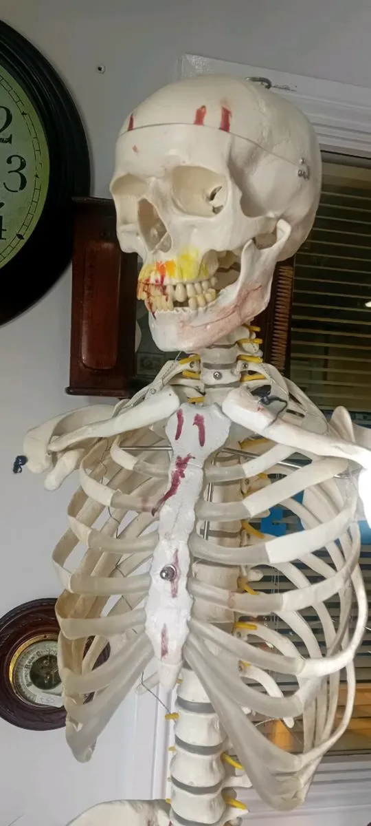 Educational Skeleton No Arms - Image 3