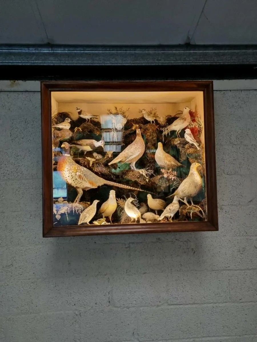 21 Bird Taxidermy Display  (Circa 1937) - Image 4