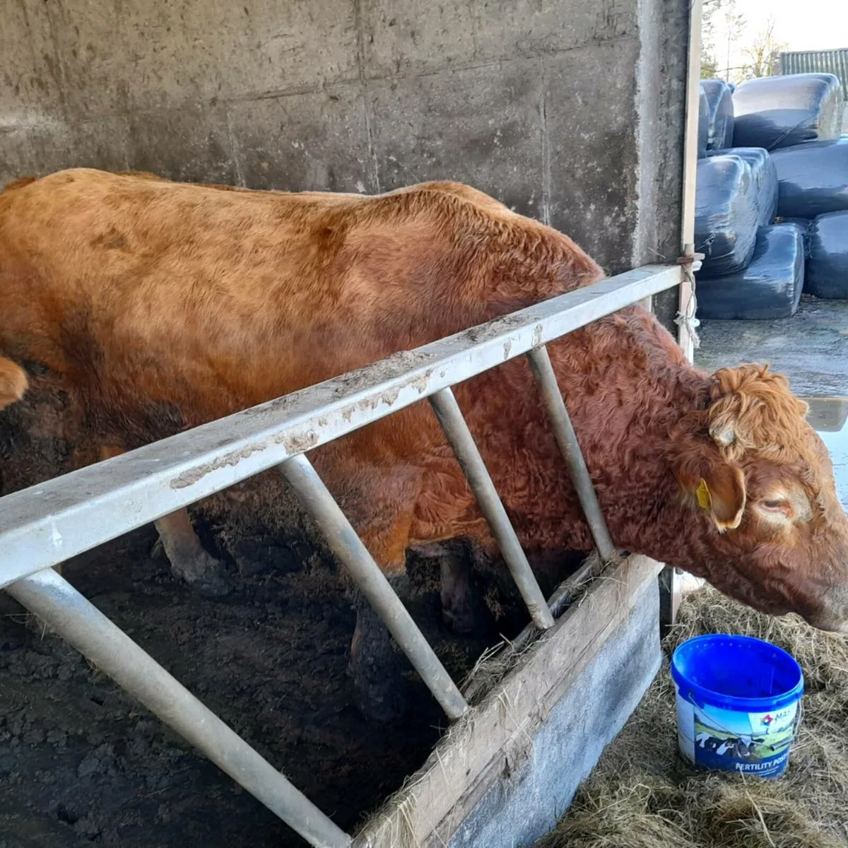 5 star terminal ped stock bull - Image 1