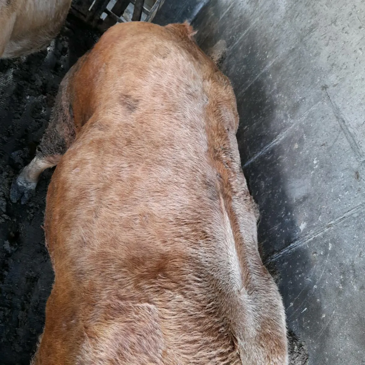 5 star terminal ped stock bull - Image 2