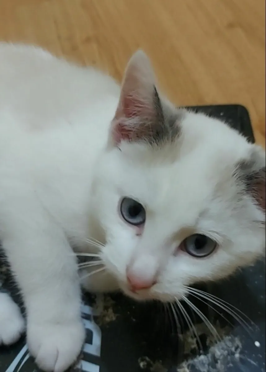 Siamese x kitten - Image 2