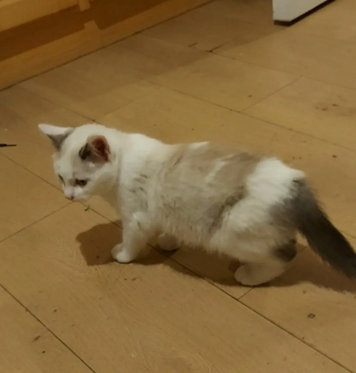 Siamese x kitten - Image 3