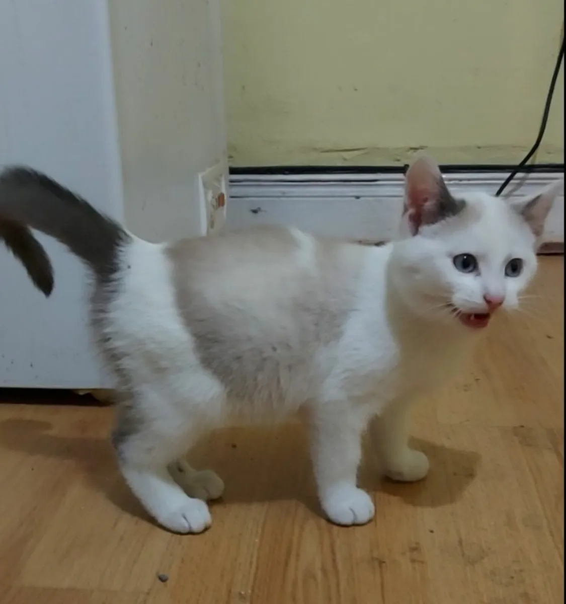 Siamese x kitten - Image 1