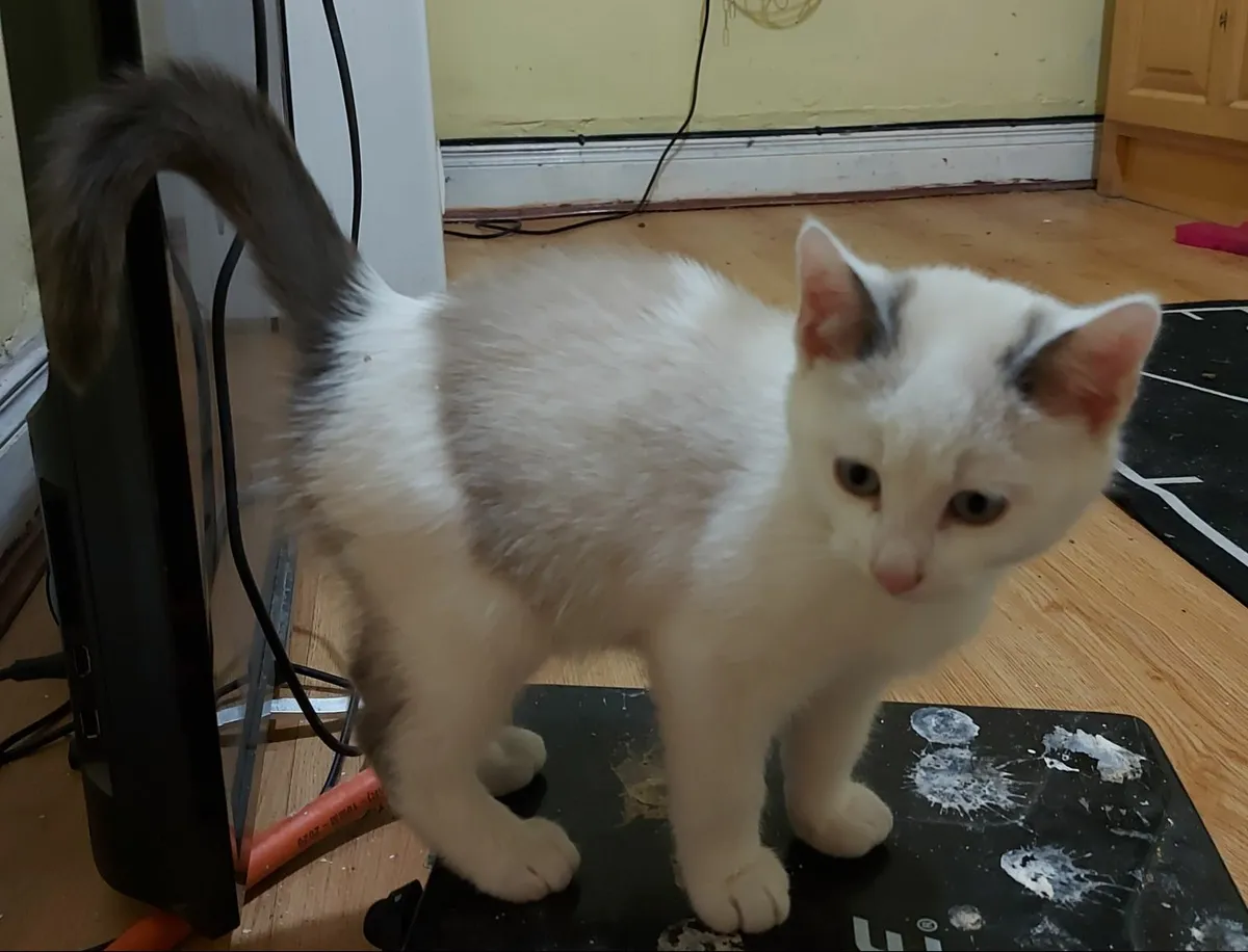 Siamese x kitten - Image 4