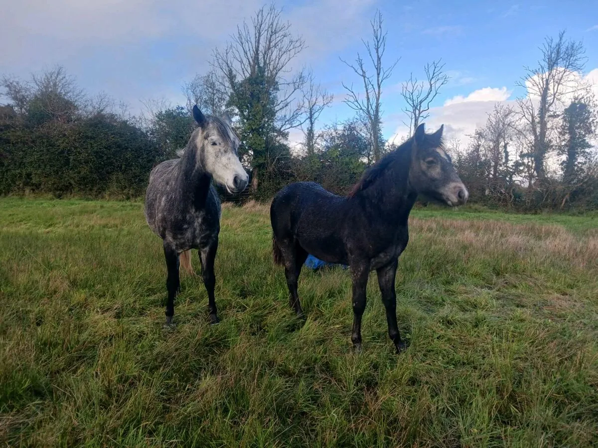 Connemara foals - Image 1