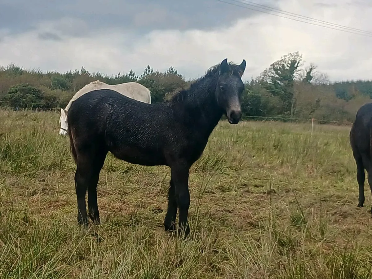 Connemara foals - Image 2