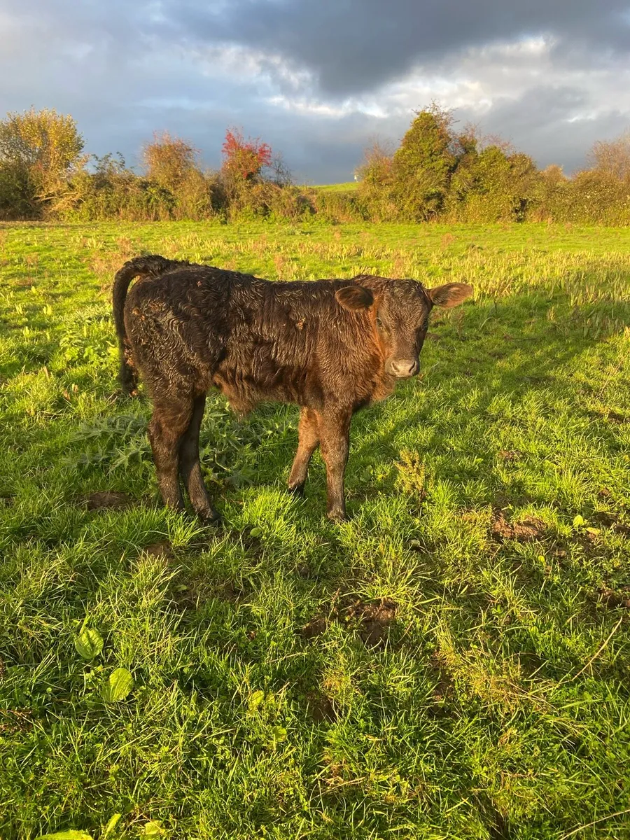 Calf - Image 1
