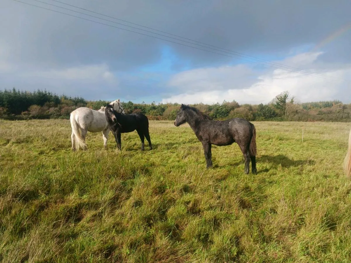Connemara foals - Image 3