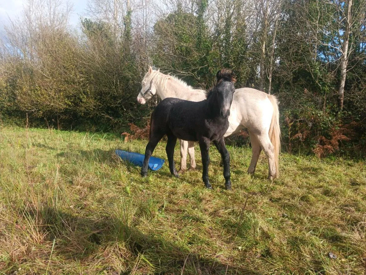 Connemara foals - Image 4
