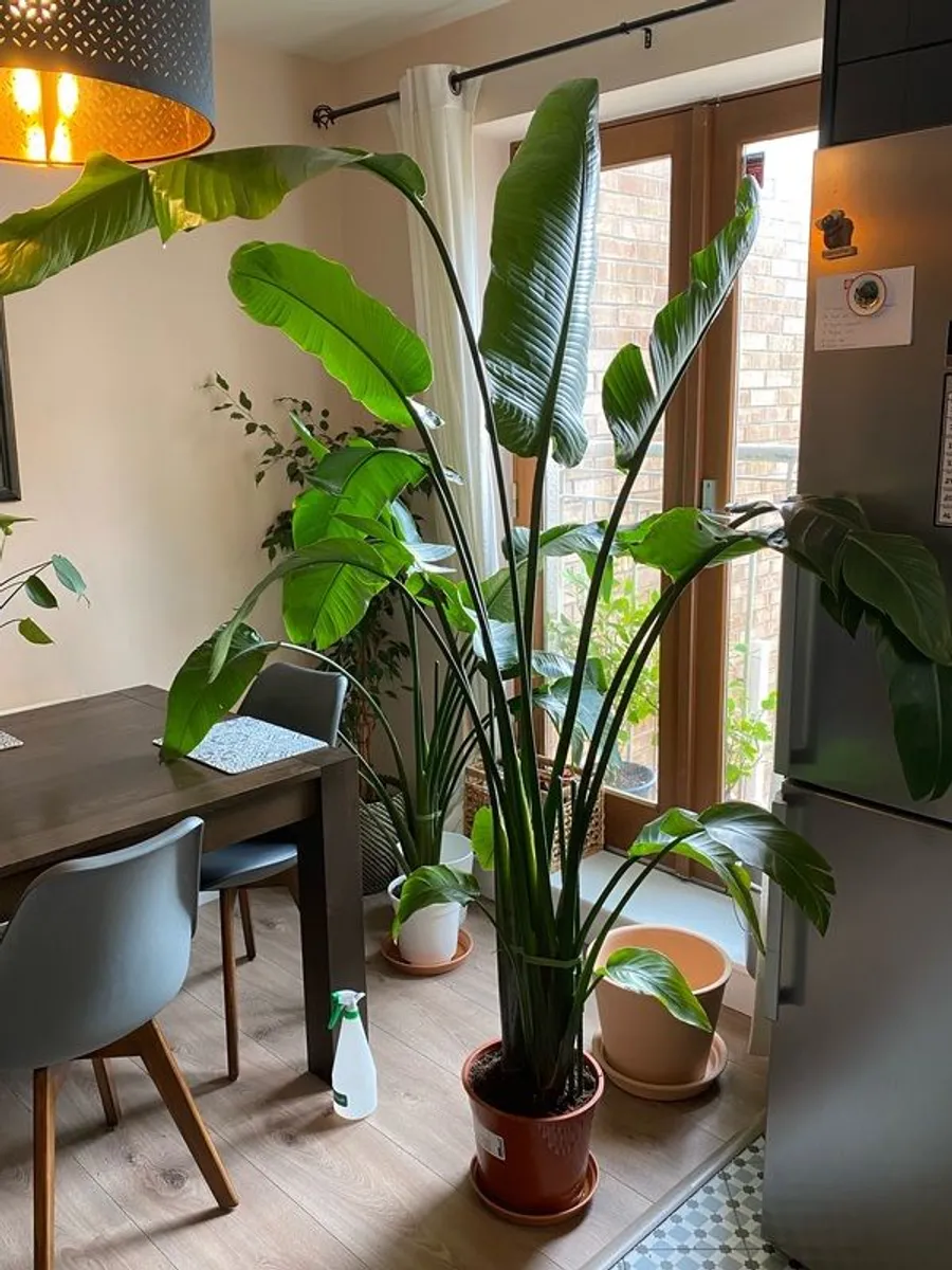 White Bird of Paradise (2 meters) - Image 1