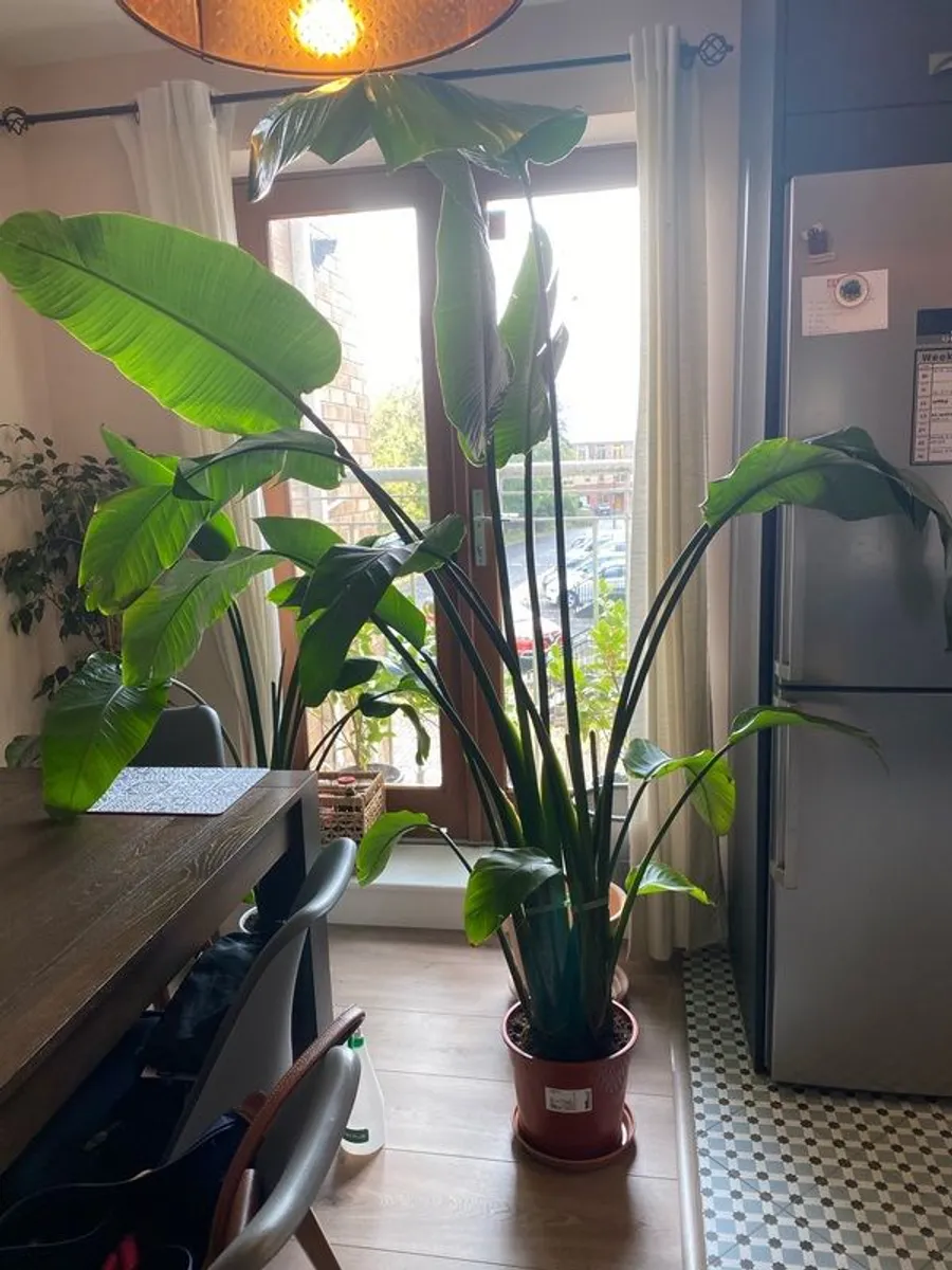 White Bird of Paradise (2 meters) - Image 2