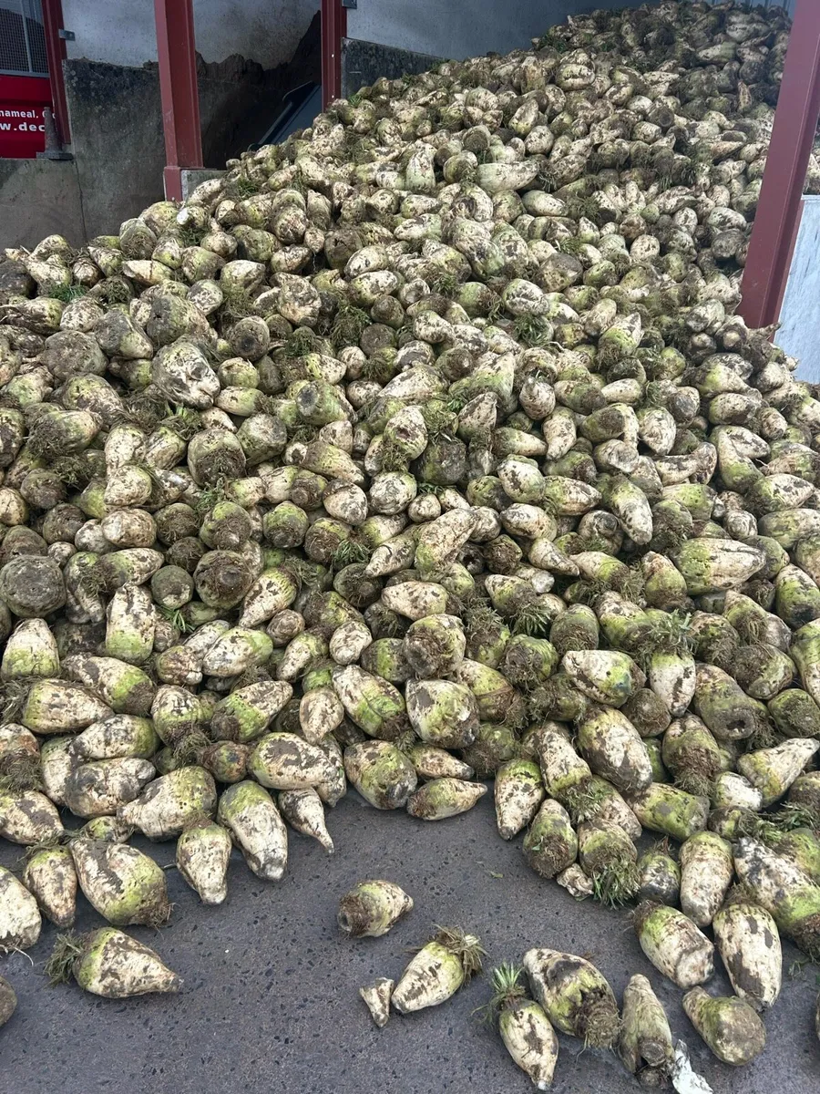 Rigid and artic load of washed beet  for sale - Image 2