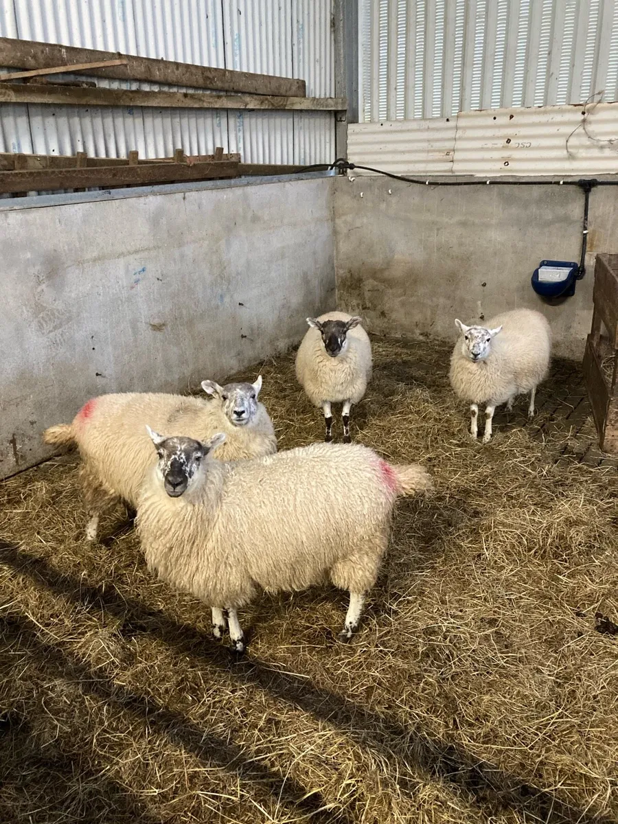Ewe lambs - Image 4