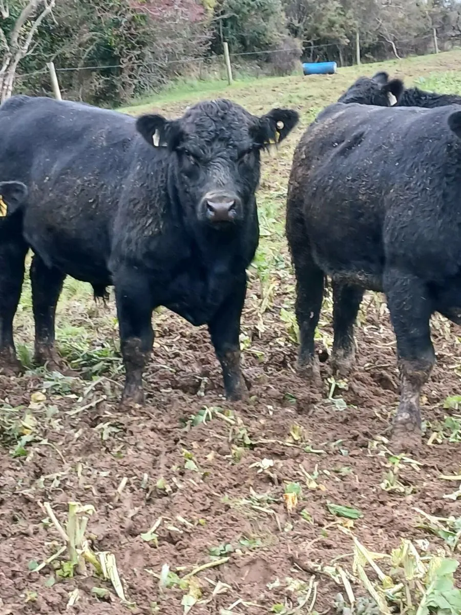 Pbr Angus Bulls - Image 1