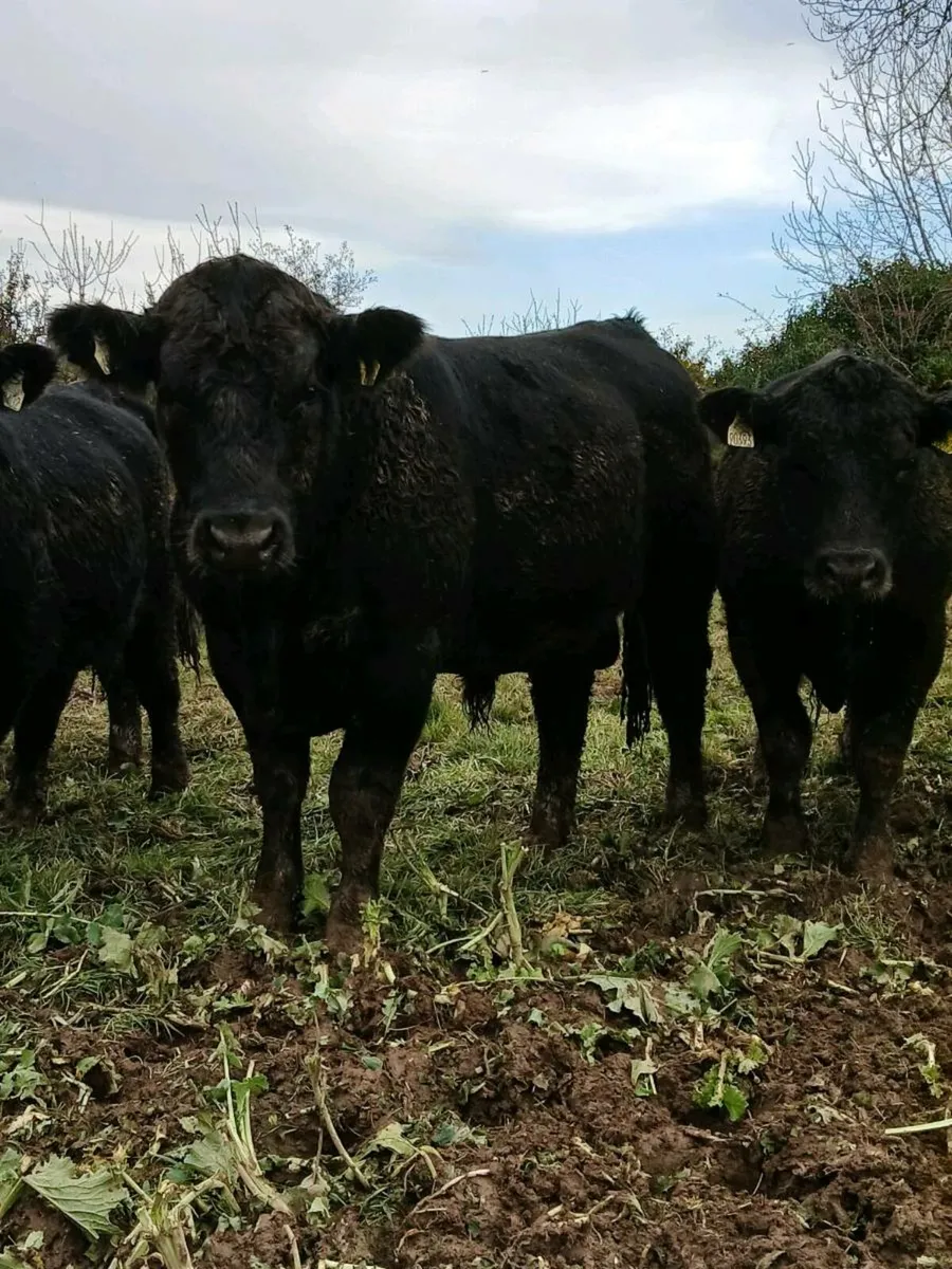 Pbr Angus Bulls - Image 2
