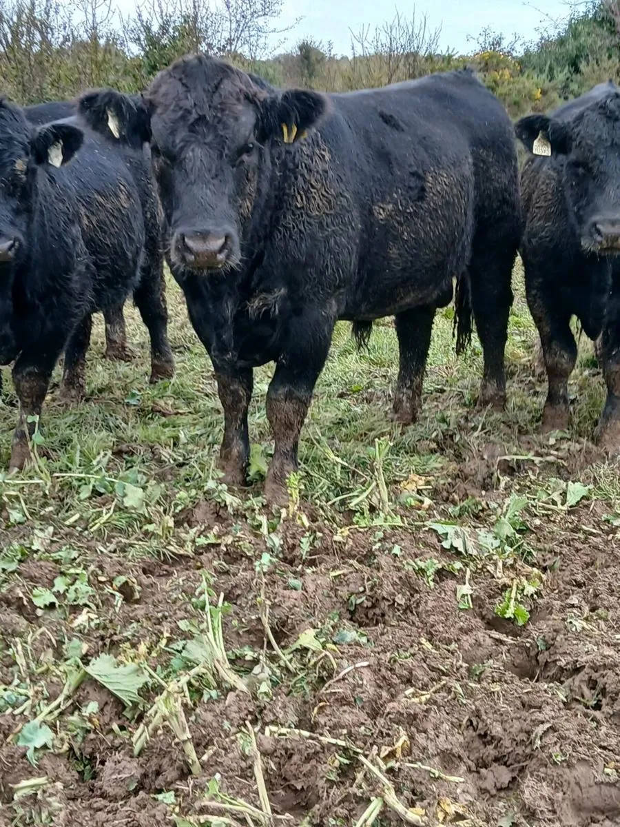 Pbr Angus Bulls - Image 3