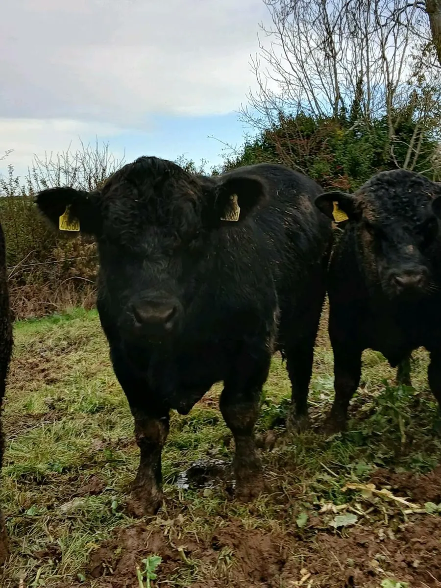 Pbr Angus Bulls - Image 4