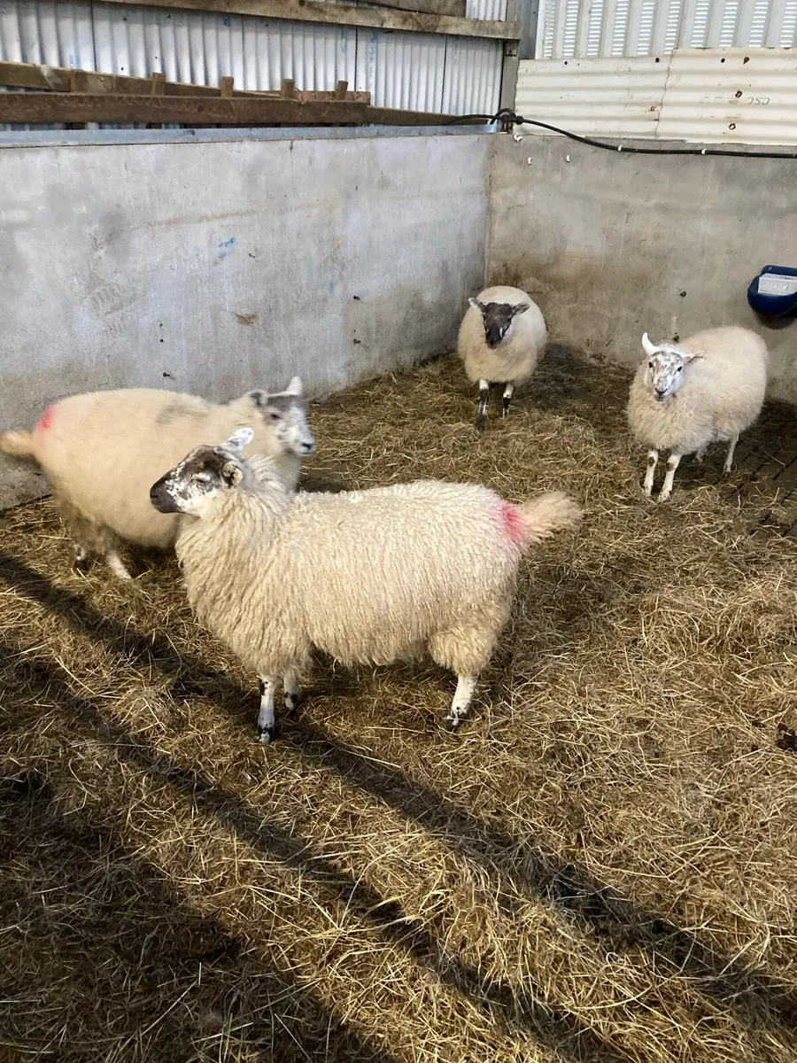 Ewe lambs - Image 2