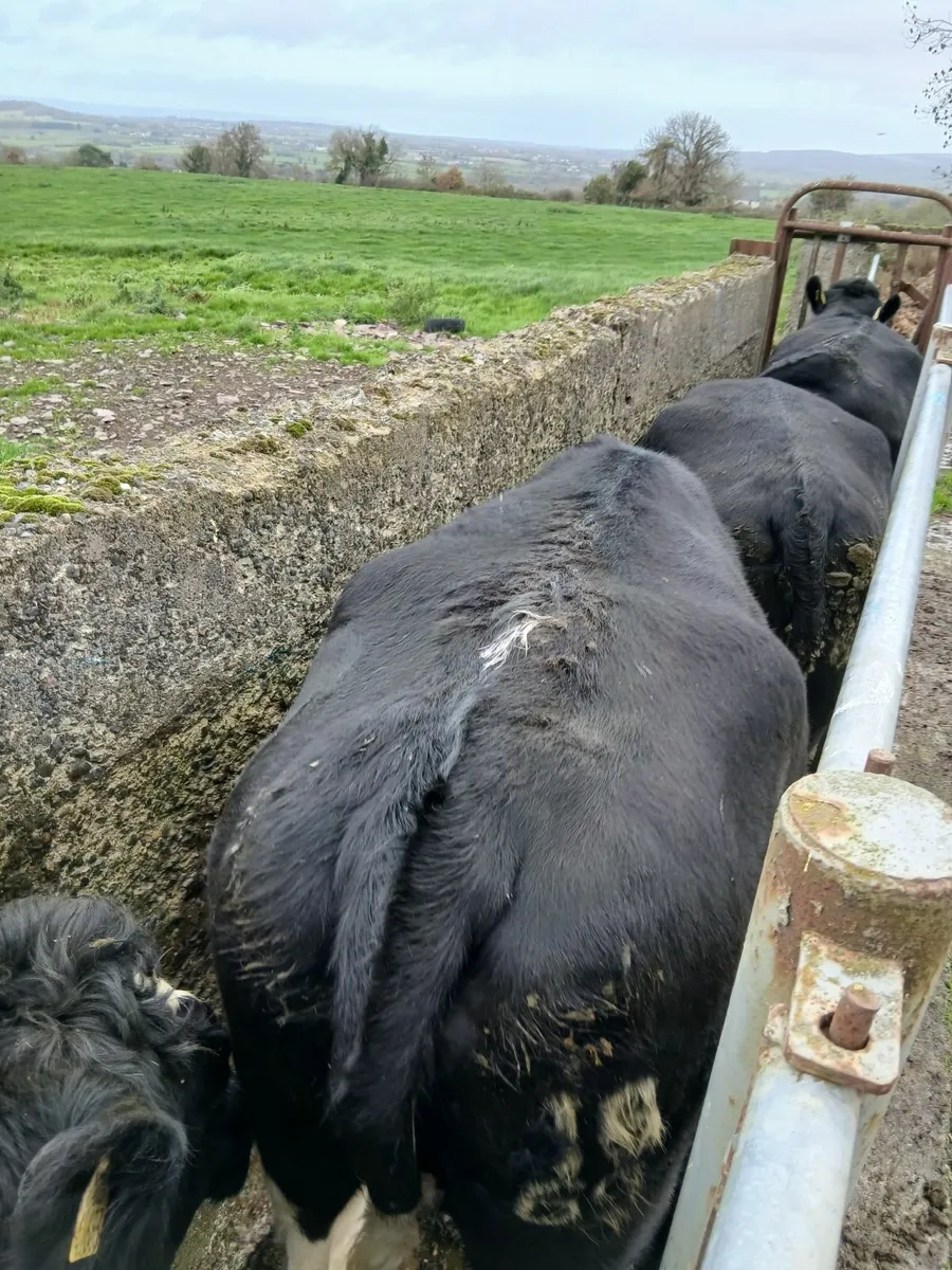 Dairy Cow and heifer - Image 2