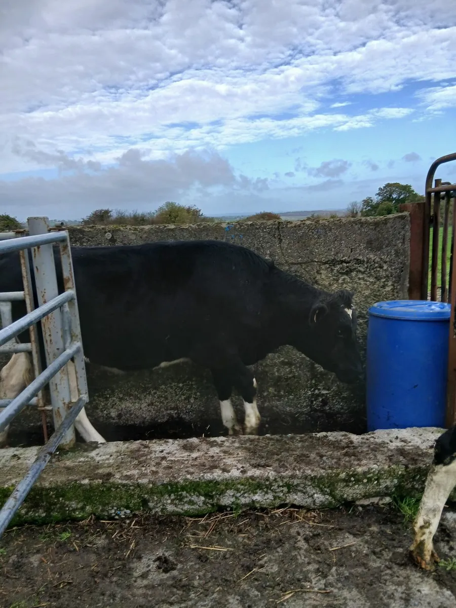 Dairy Cow and heifer - Image 3