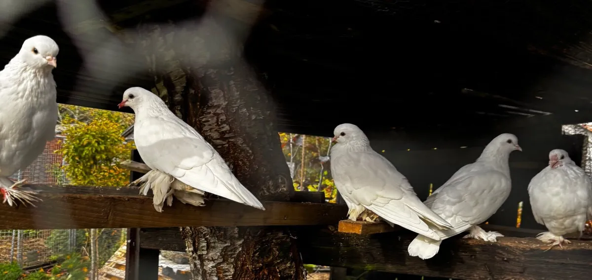 Pigeons Dutch tumblers - Image 1