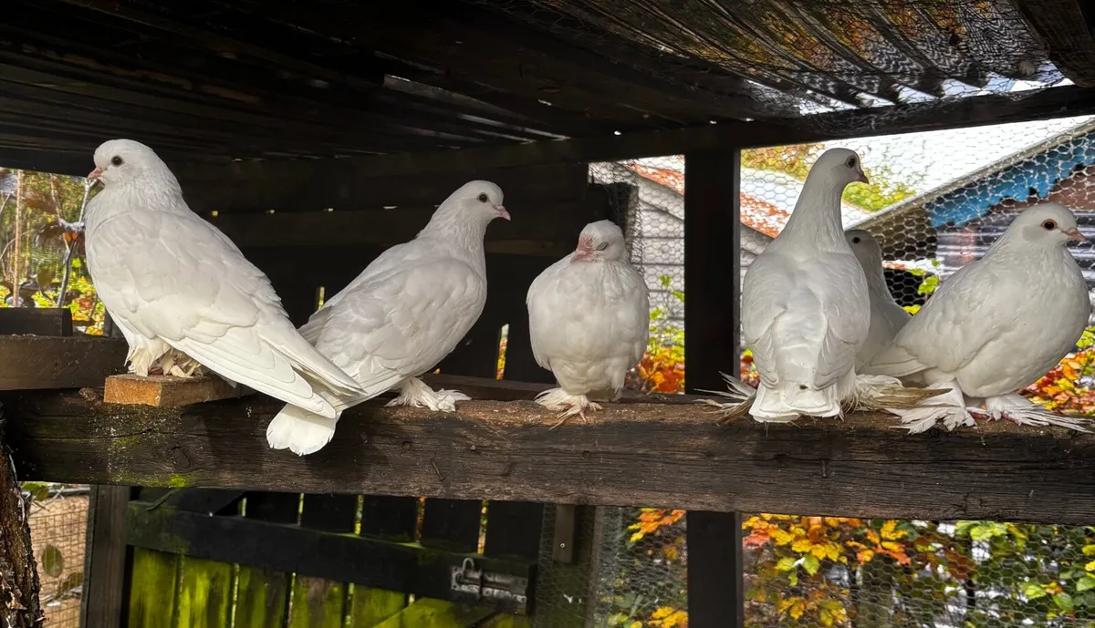 Pigeons Dutch tumblers - Image 2