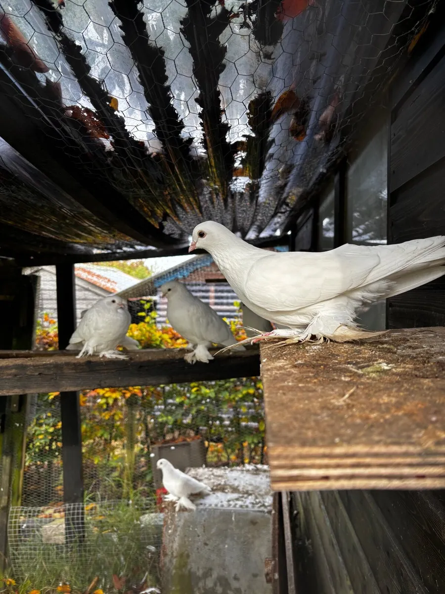 Pigeons Dutch tumblers - Image 3