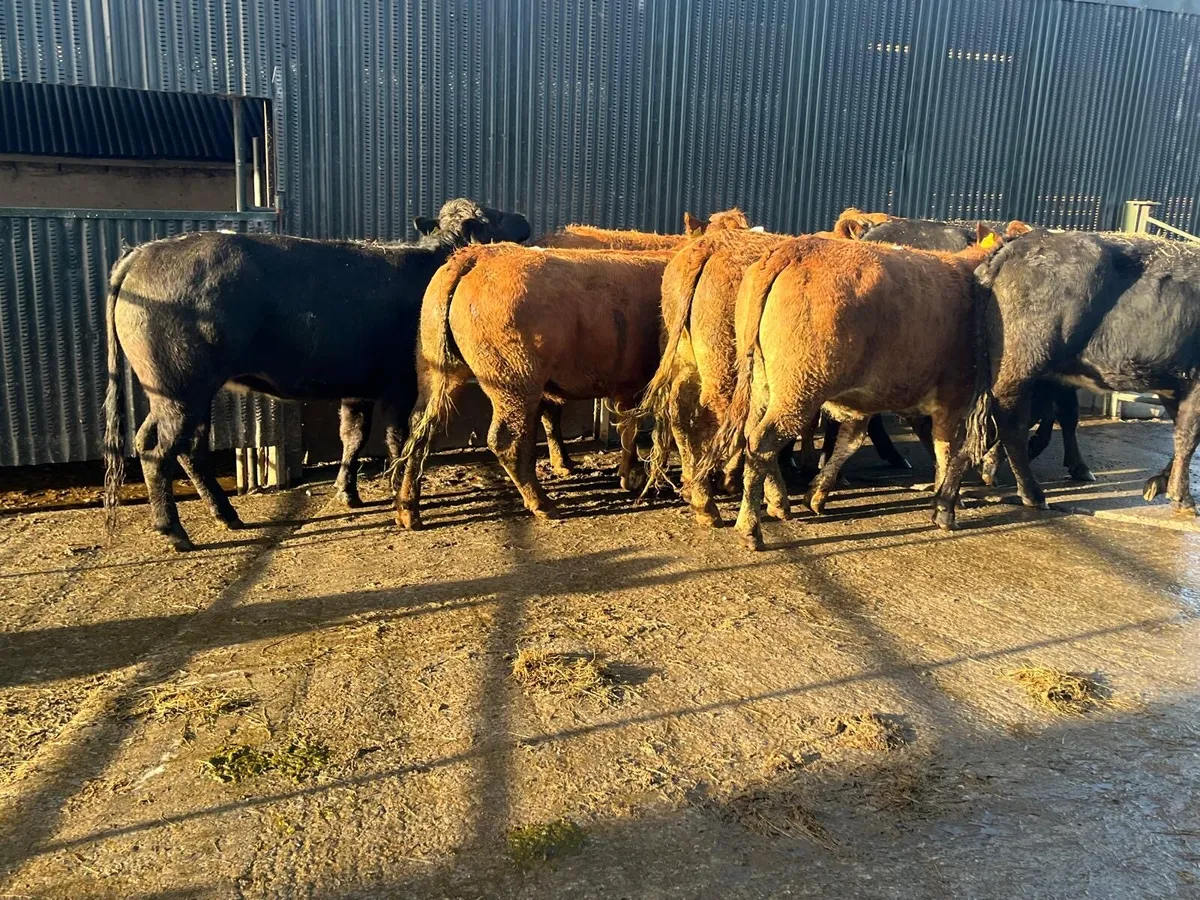 8 super  480 kg limosin heifers - Image 1