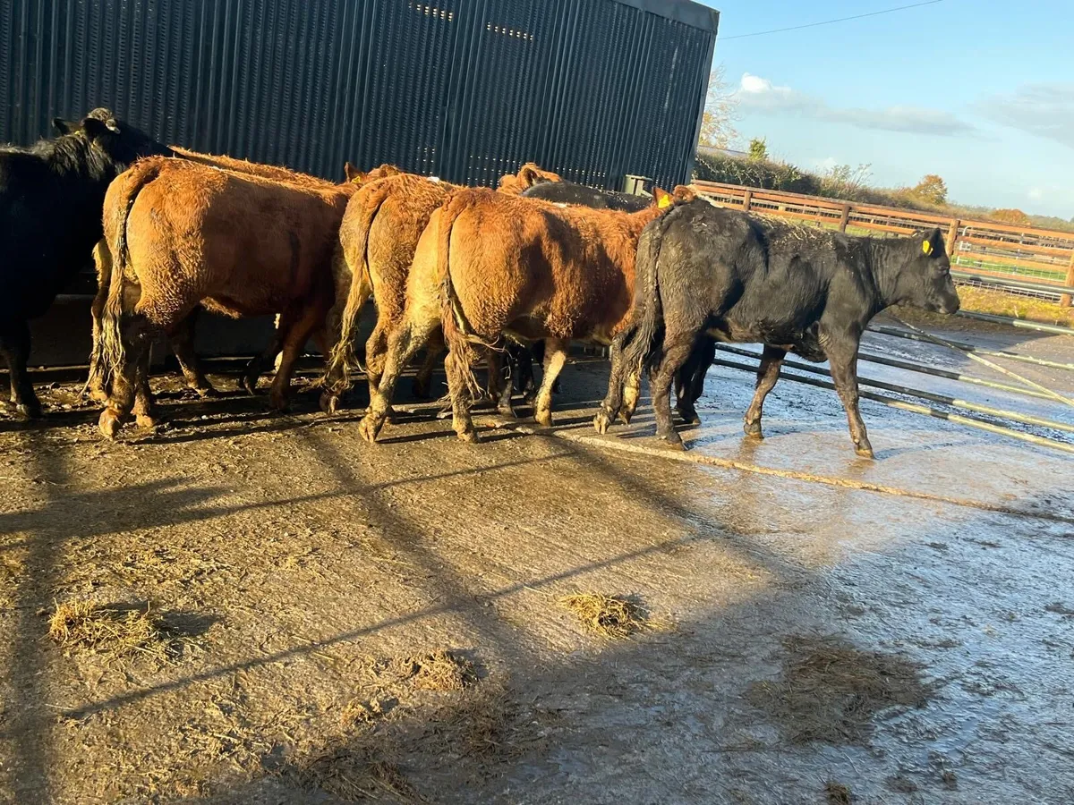 8 super  480 kg limosin heifers - Image 2