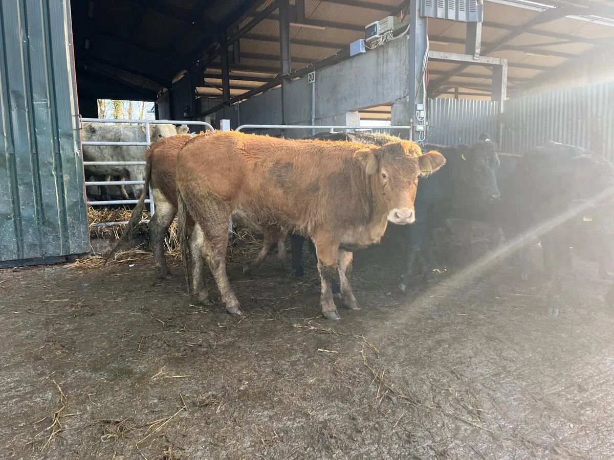 8 super  480 kg limosin heifers - Image 3