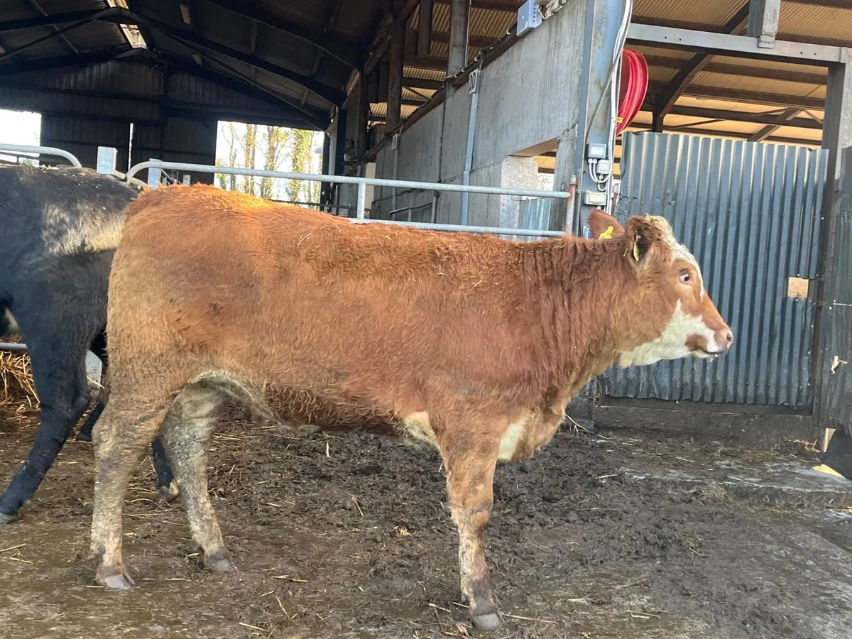 8 super  480 kg limosin heifers - Image 4