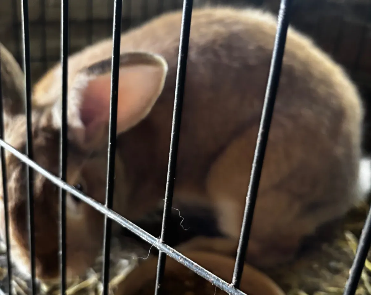 Continental giant rabbits & New Zealand rabbits - Image 2