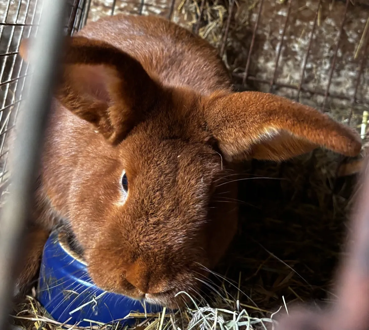 Continental giant rabbits & New Zealand rabbits - Image 3