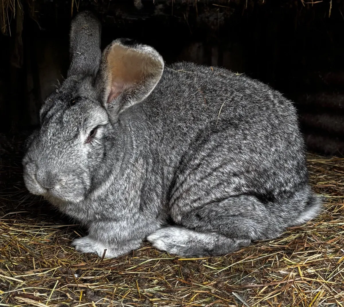 Continental giant rabbits & New Zealand rabbits - Image 1