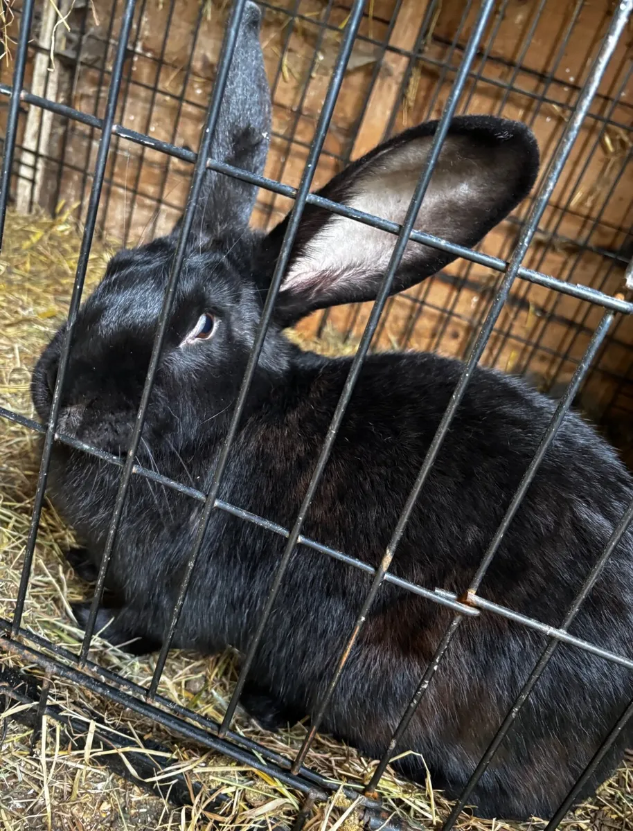 Continental giant rabbits & New Zealand rabbits - Image 4