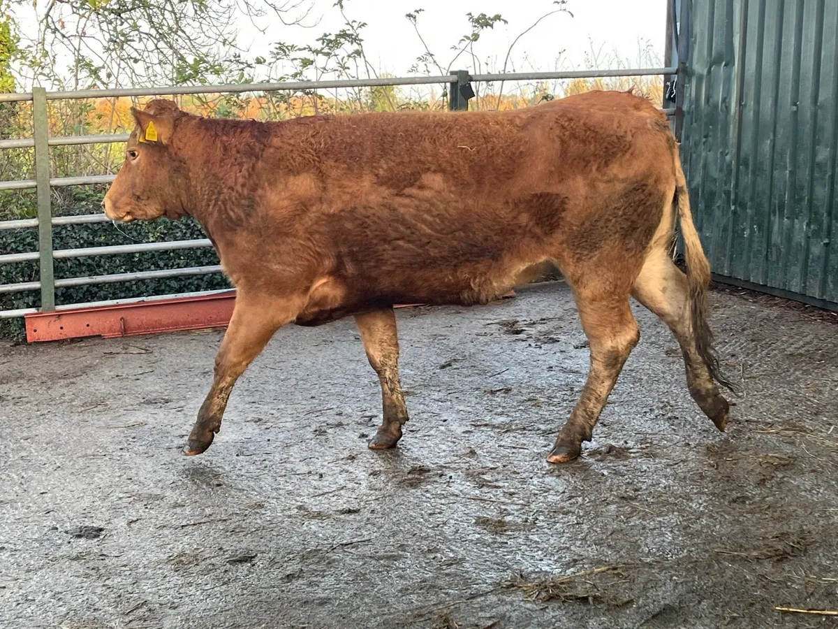 Super limousine 2nd calver calving November - Image 2