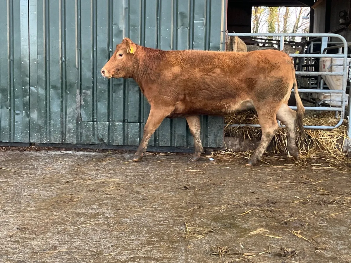 Super limousine 2nd calver calving November - Image 3
