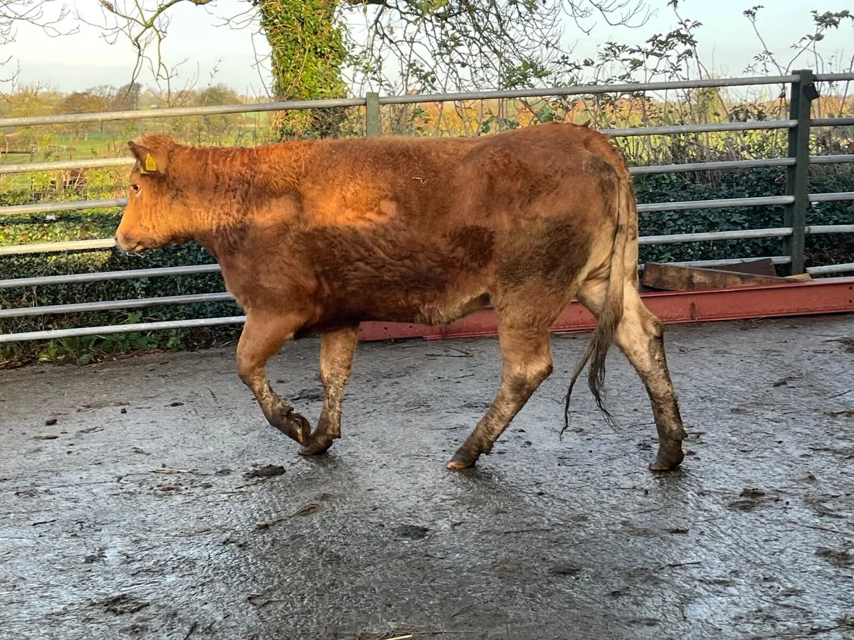 Super limousine 2nd calver calving November - Image 4