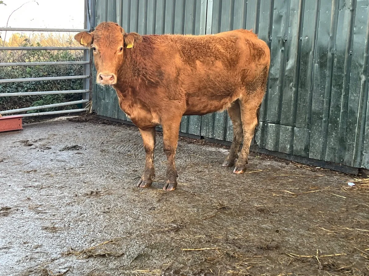 Super limousine 2nd calver calving November - Image 1