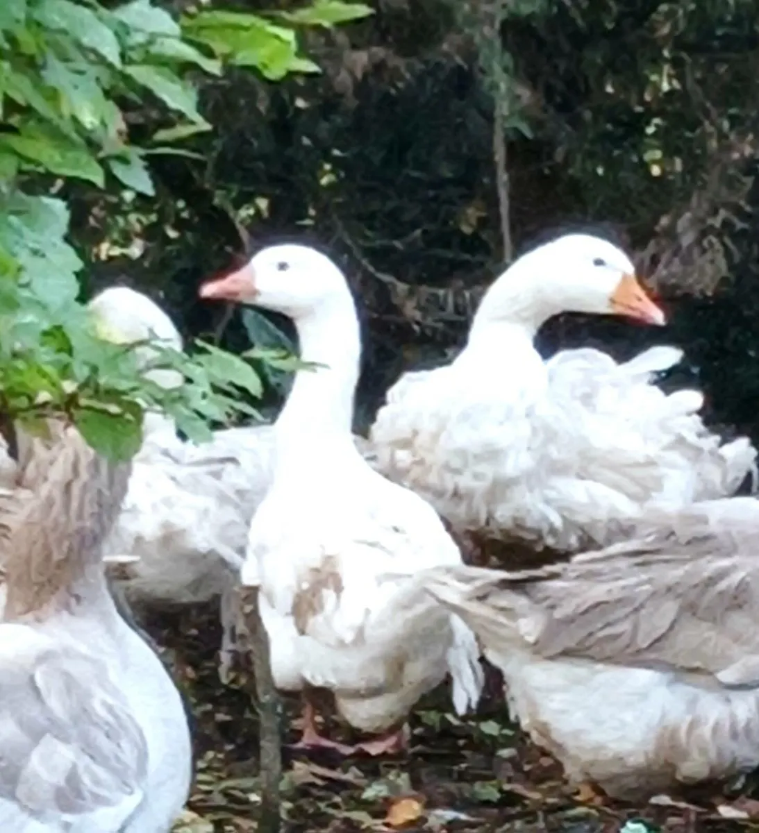 PB Sebastabol ( one pair remaining) - Image 3